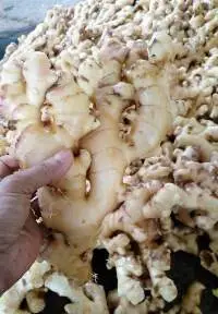 Ginger
