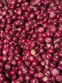 Onion