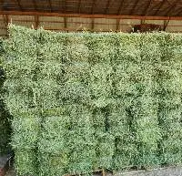 Alfalfa Hay