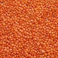 Dried Lentils