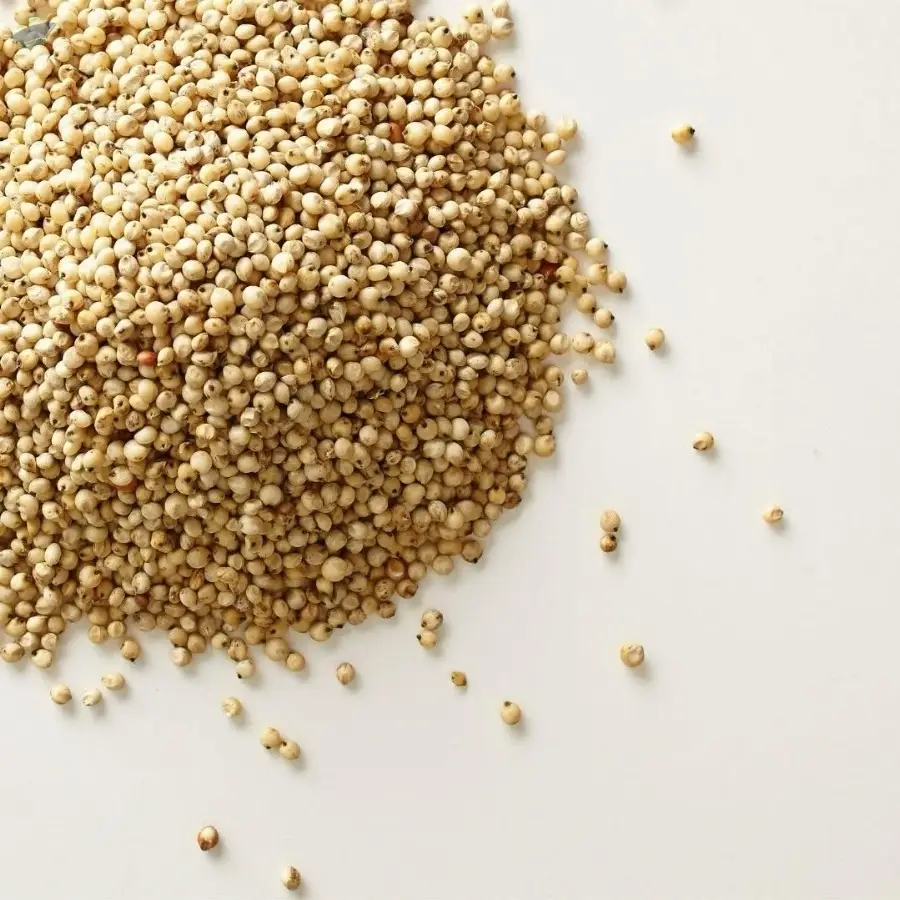 Sorghum