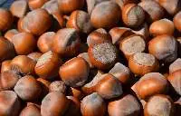 Hazelnuts