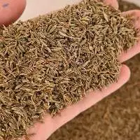 Cumin Seeds