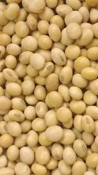 Soybean