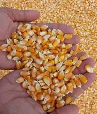 White Maize /Yellow Maize