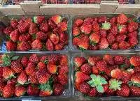 Fresh Strawberries