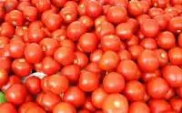 Fresh Tomatoes