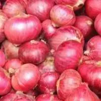 ONION