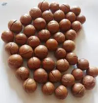 Macadamia Nuts from Vietnam