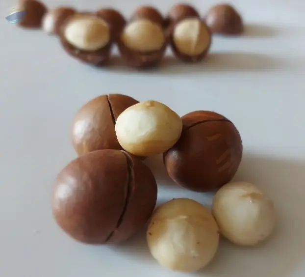 Macadamia Nuts New Season Vietnam by Best Group Viet Nam Co., Ltd