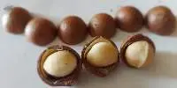 Macadamia