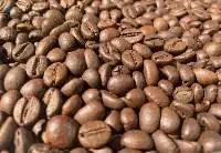 Robusta Coffee