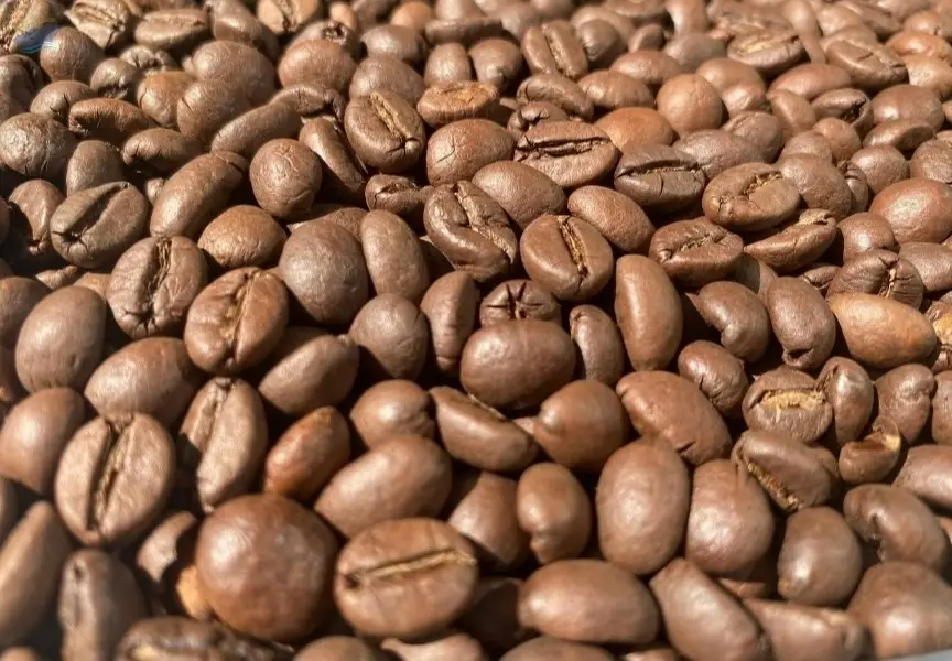 Robusta Coffee