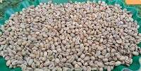 Arabica PB Beans