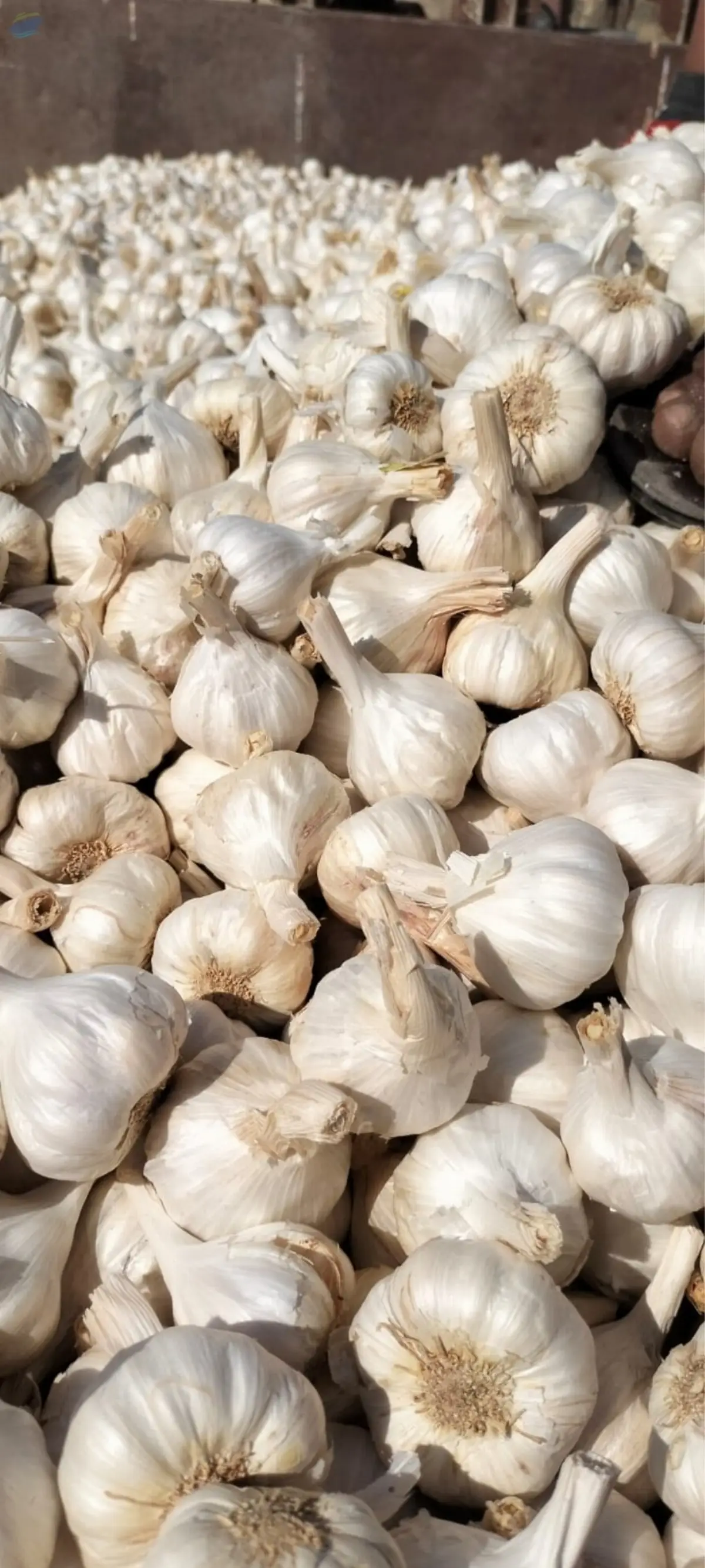 Garlic