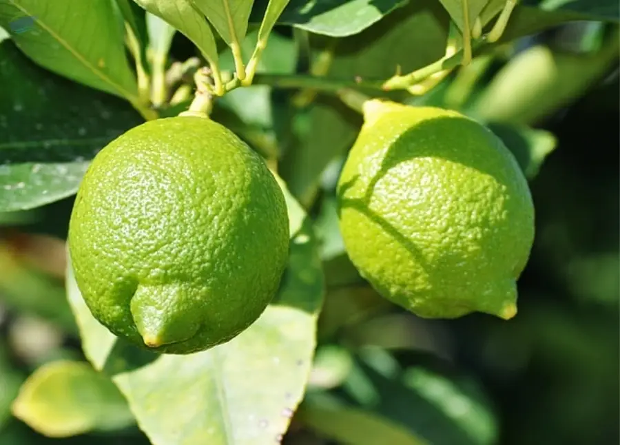 Lemon