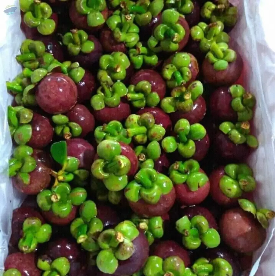Fresh Mangosteen