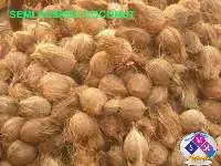 Semi Husked Coconut