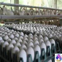 Chicken Eggs