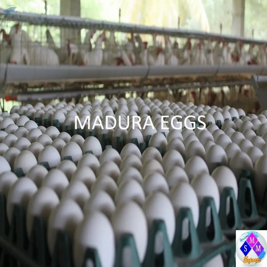 Chicken Eggs
