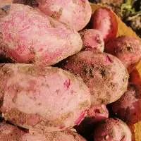 Potatoes
