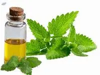Patchouli Oil 