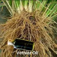 Vetiver Oil