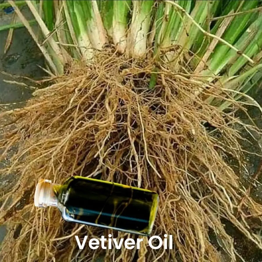 Vetiver Oil by PT Alam Indonesia Raharja. Supplier from Indonesia