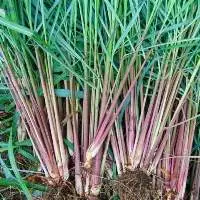 Citronella Oil