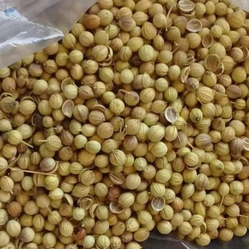 Coriander
