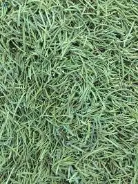 Rosemary Green