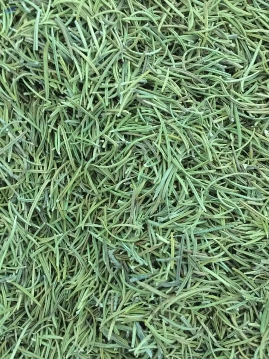 Rosemary Green