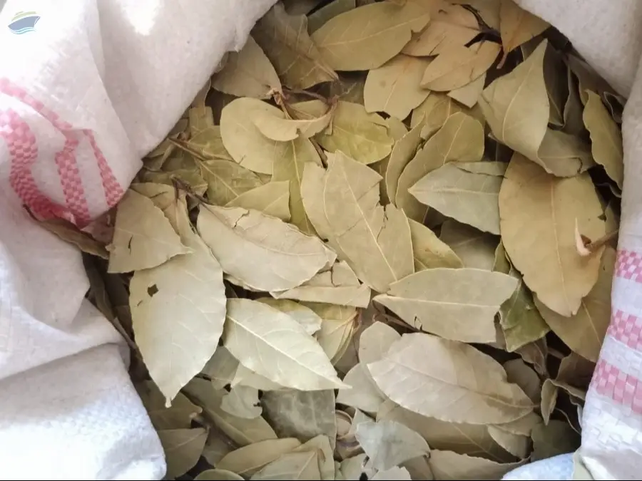 Bay Leaves Green