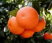 Fresh Oranges (Asia)
