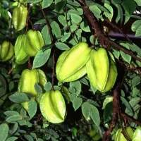 Star Fruit (India)