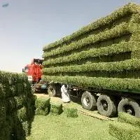 Alfalfa Hay 18 KGS