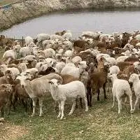 Livestock