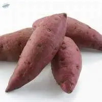 Sweet Potato