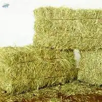 Rhodesgrass