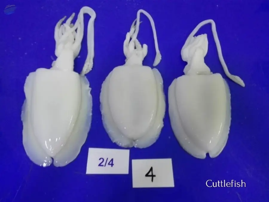 Cuttlefish