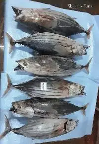 Skipjack Tuna