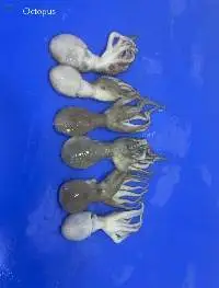 Octopus Whole 10/20, 20/40, 40/60