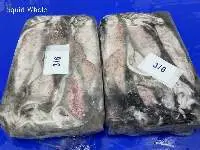 Squid Whole