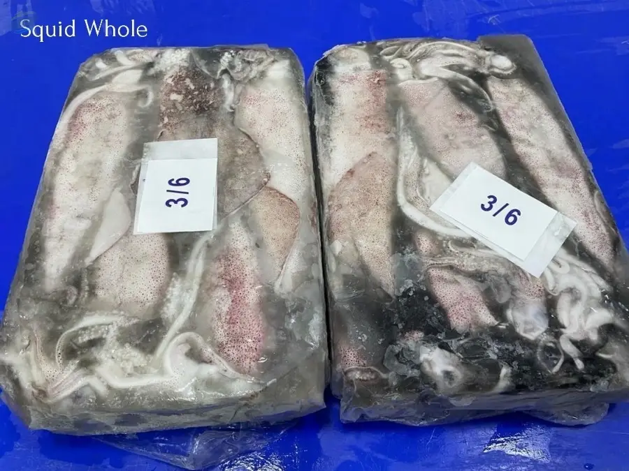 Squid Whole