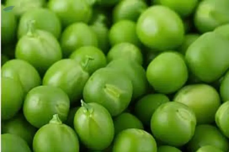 Green Peas