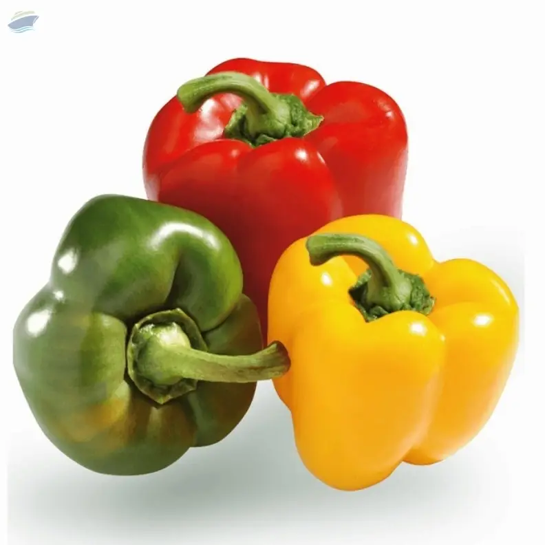 Bell Pepper at wholesale price