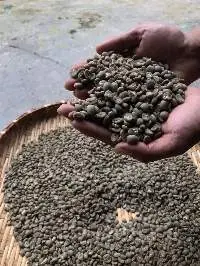 Arabica Green Bean Gayo 1+ (Triple Pick)