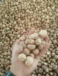Whole Betel Nut