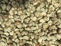 Raw Unprocessed Cashew Nut