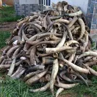 Cow Horn
